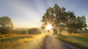 Sunshine Through Tree_wide